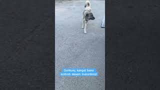 Korkunç ve saldırgan sandığınız köpeği sakinleştirmek çok kolay Çocuğuna davranır gibi davran [upl. by Abramson]