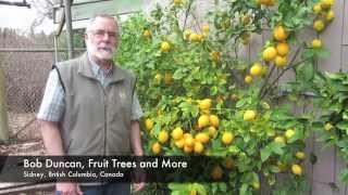 Growing Lemons and Limes in South Coastal BC Canada [upl. by Ilahtan]