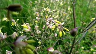 Lesser Meadowrue Thalictrum minus  Small meadowrue  20140615 [upl. by Olsen980]