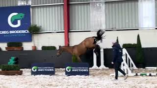 LOT 21 MHS Versailles 2020 Bay Gelding Carrera VDL X MHS OBOS Cruise 158cm Video 2 [upl. by Drwde]