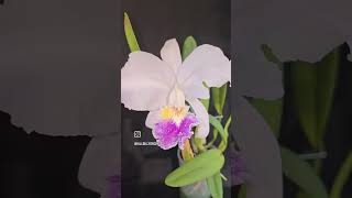 Cattleya lueddemanniana v coerulea SVKLOrchids [upl. by Elora]