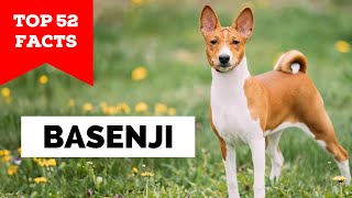 99 of Basenji Owners Dont Know This [upl. by Ailasor706]