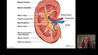 Introduction to Renal [upl. by Bartolome]