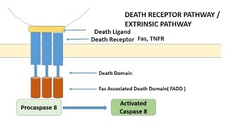 APOPTOSIS PART 1 Definition Causes amp MechanismPathways [upl. by Antonie]