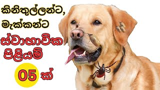 5 Natural Remedies For Ticks In Dogs Sinhala  සුනඛයන්ගේ කිනිතුල්ලන් සඳහා ස්වාභාවික පිළියම් 5 ක් [upl. by Jarret]