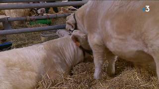 Concours de reproducteurs charolais [upl. by Wassyngton]