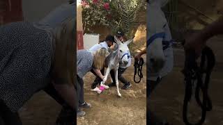 buy back the injured donkey to take care of horse animalrescuer lovehorses animals [upl. by Etnovert]