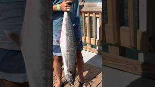 King Mackerel fishing on Folly Beach Pier fypシ inshorefishing kingmackerel follybeach [upl. by Kendall]