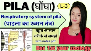 Pila L3Respiratory system of pila bsc 1st year knowledge adda lion batch notes pdf pila [upl. by Lowenstern688]