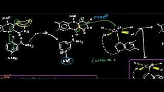 Biochemistry  Corrins amp B12  Cobalamin Reductase [upl. by Musette]