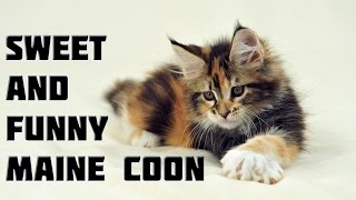 Maine Coon Cat Videos  Funny and Sweet Maine Coon Cats [upl. by Isadora]