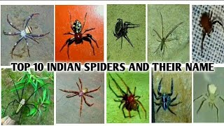 Top 10 Indian Spiders [upl. by Ydnem684]