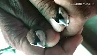 How to identify owl finch Bicheno finch male and female  Hindi [upl. by Id]