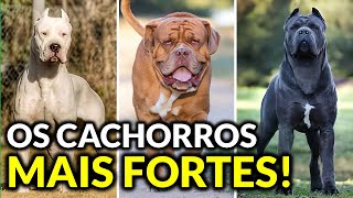 AS 10 RAÇAS DE CACHORROS MAIS FORTES DO MUNDO [upl. by Atisusej810]