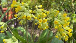 Cowslips aka Primula Veris  Plant Review and Fun Facts [upl. by Airehc]