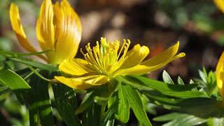 Eranthis hyemalis OKmp4 [upl. by Cass748]