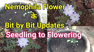 Nemophila Flower के Bit by Bit Updates  seedling se flowering tak ka safar [upl. by Au]