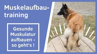 8 Übungen für gesundes Muskelaufbautraining beim Hund I Muskulatur aufbauen I Hinterbeine trainieren [upl. by Aelsel203]