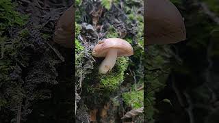 Russula Versicolor [upl. by Ainitsirk]