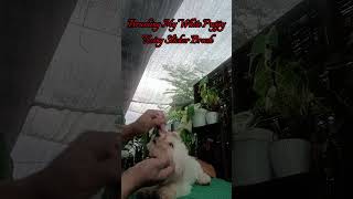 Maintaining Dog Coat Using Slicker Brush allpetmatters puppy shorts trending viral cute [upl. by Photina]