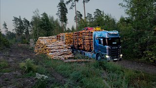 Simple reversing Loading birch pine and spruce pulpwood [upl. by Airamzul]