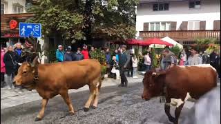 Schnee 2024 Bayern Deutschland 🇩🇪Krun Wallgau Mittelwald  Janu German  Oktoberfest 2024 [upl. by Anhaj]