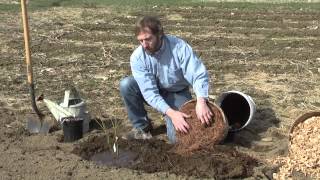 Planting Blueberries [upl. by Iadam]