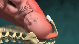 Normal Vaginal Childbirth [upl. by Bess]