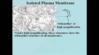 114 Isolated Plasma Membrane [upl. by Ricky]