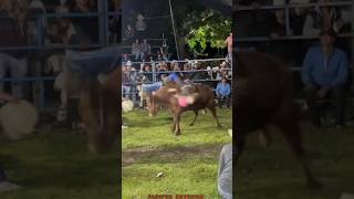 JARIPEO EXTREMO QUE TORO TAN VELOS😱🔥🔥jaripeo shorts viral [upl. by Fleisher190]