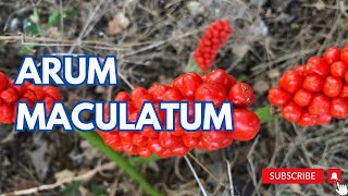 Arum maculatum  Cuckoopint [upl. by Aicilanna]