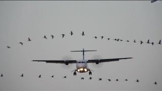 2 rare ATR72   Liat amp Calm Air Cargo landings at Quebec City Airport [upl. by Yleve72]