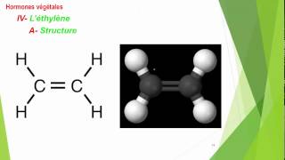 S5 Croissance et développement des plantes les phytohormones I 22 [upl. by Maura]