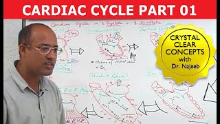 Cardiac Cycle  Systole amp Diastole  Dr Najeeb Part 18 [upl. by Susie]