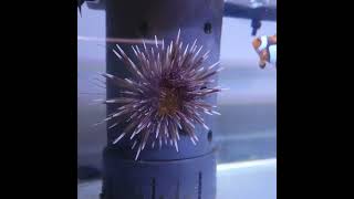 Sea Urchin Going Home hatayan  Falcon Aquarium services [upl. by Allebasi]