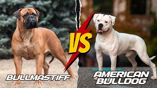 Bullmastiff vs American Bulldog Which Breed Is Better  An Indepth Comparison [upl. by Enelehcim]