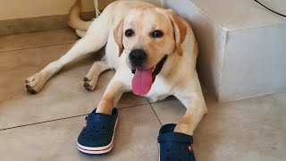 FUNNIEST DOGS will make you laugh to tears 🤣🐶 Funny dogs videos [upl. by Arten209]