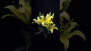 Lilium brownii Time Lapse FlowerTimeLapse timelapse short [upl. by Fougere952]