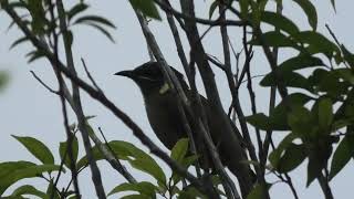 Lewins Honeyeater 20 [upl. by Ahsias]