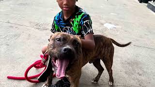 GERVONTA DOGS BUCK REDBOY JOCKO PITBULLS [upl. by Nayek436]