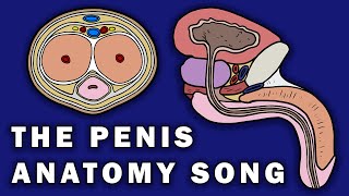 THE PENIS ANATOMY SONG [upl. by Koser987]