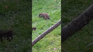 Groundhog at rental house in Lanesborough Massachusetts [upl. by Acessej]