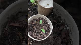 Growth Journey  Day 24  Spurred Butterfly Pea [upl. by Aedni553]