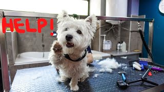 Westie Grooming Routine Explained  Hand Stripping  Cuteness [upl. by Kallista]