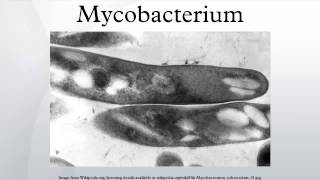 Mycobacterium [upl. by Egiarc]