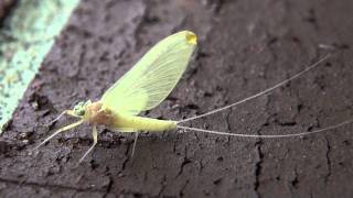 Flatheaded Mayfly Heptageniidae Epeorus Female Subimago [upl. by Nirat]