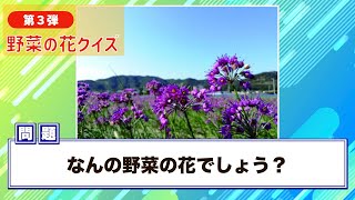 ＜第３弾・連続１１問＞野菜クイズ！この花の野菜はナニ？答えはだれでも知っているあの野菜！ [upl. by Bordie]