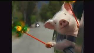 GEICO Commercial Did the little piggy cry wee wee wee all the way home YouTube [upl. by Pruchno]