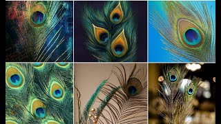 Beautiful wallpapers of peacock feathersHAvirgo [upl. by Aldrich175]