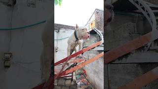 American Bully Shows Off His Swag in the Rain [upl. by Navnod]